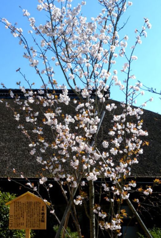 地主神社 桜